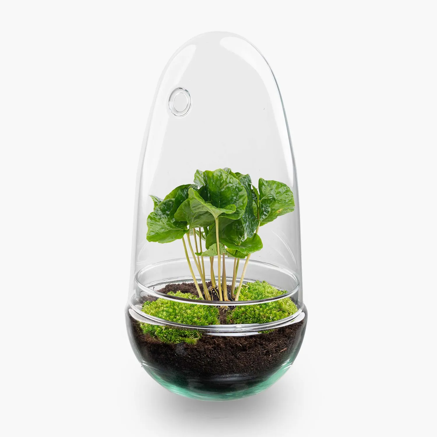 Urbanjungl Egg Coffea terrarium DIY kit Ø 12 cm