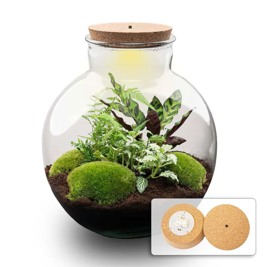 Urbanjungl Bolder Bob planten terrarium kit 31 cm met licht