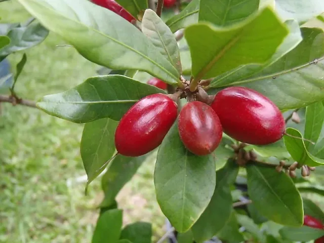 The Natural World Synsepalum Dulcificum Plant P9 Eetbaar