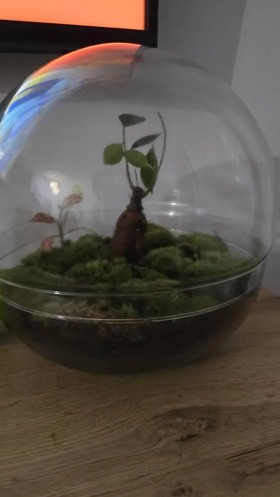 Urbanjungl terrariumschaar RVS 25 cm gebogen