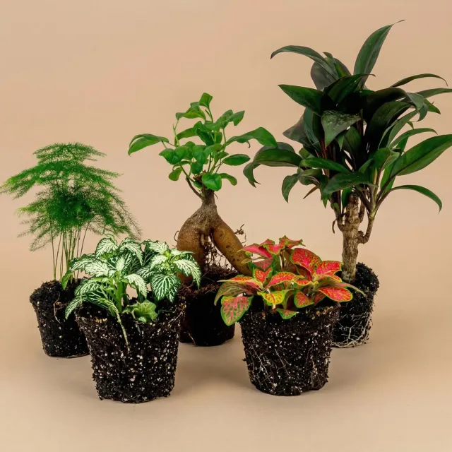 Urbanjungl Ficus Ginseng terrarium planten set 5 stuks