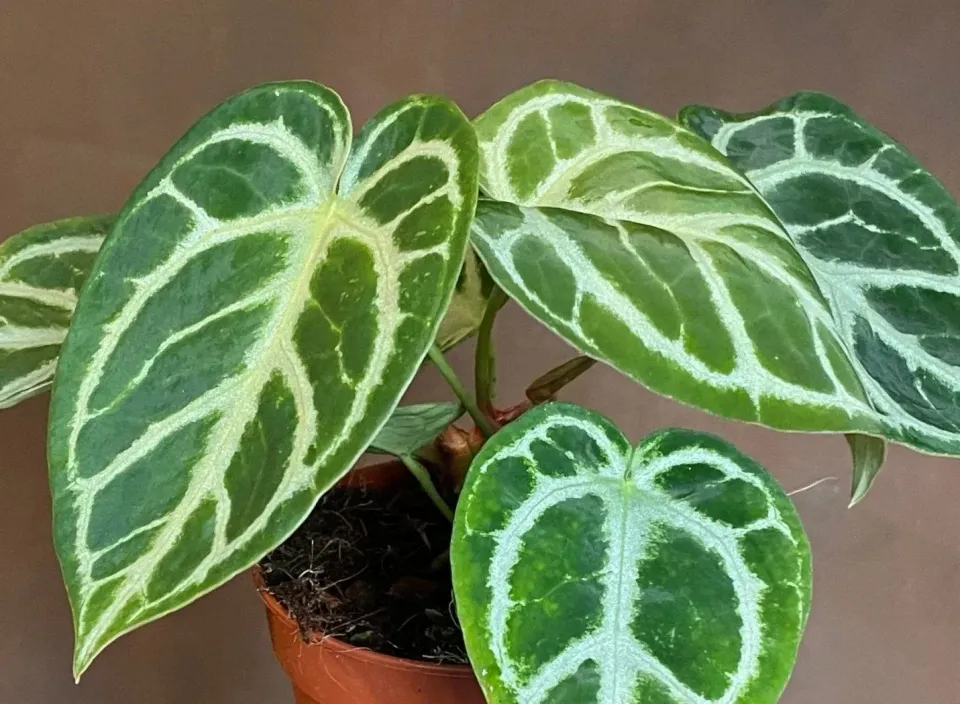 The Natural World Anthurium Silver Blush kamerplant zilver blad