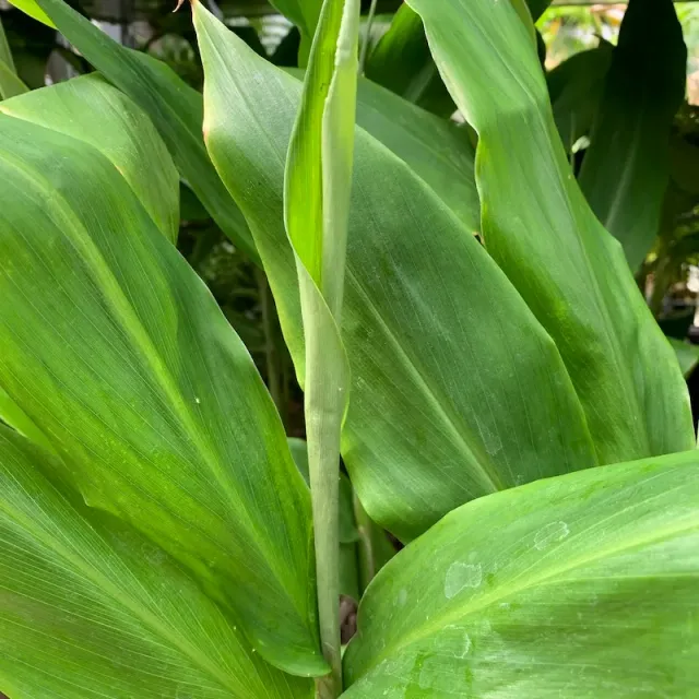 The Natural World Zingiber Crugs Zing gemberplant winterhard