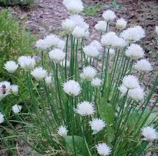 The Natural World Allium Elbe bieslookplant P9 eetbaar
