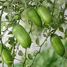 The Natural World Citrus australasica x Eustis plant eetbaar