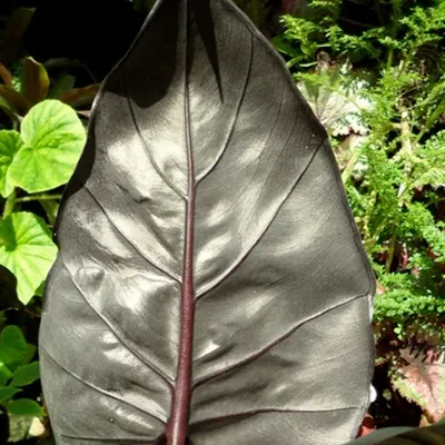 The Natural World Alocasia Yucatan Princess kamerplant donker blad