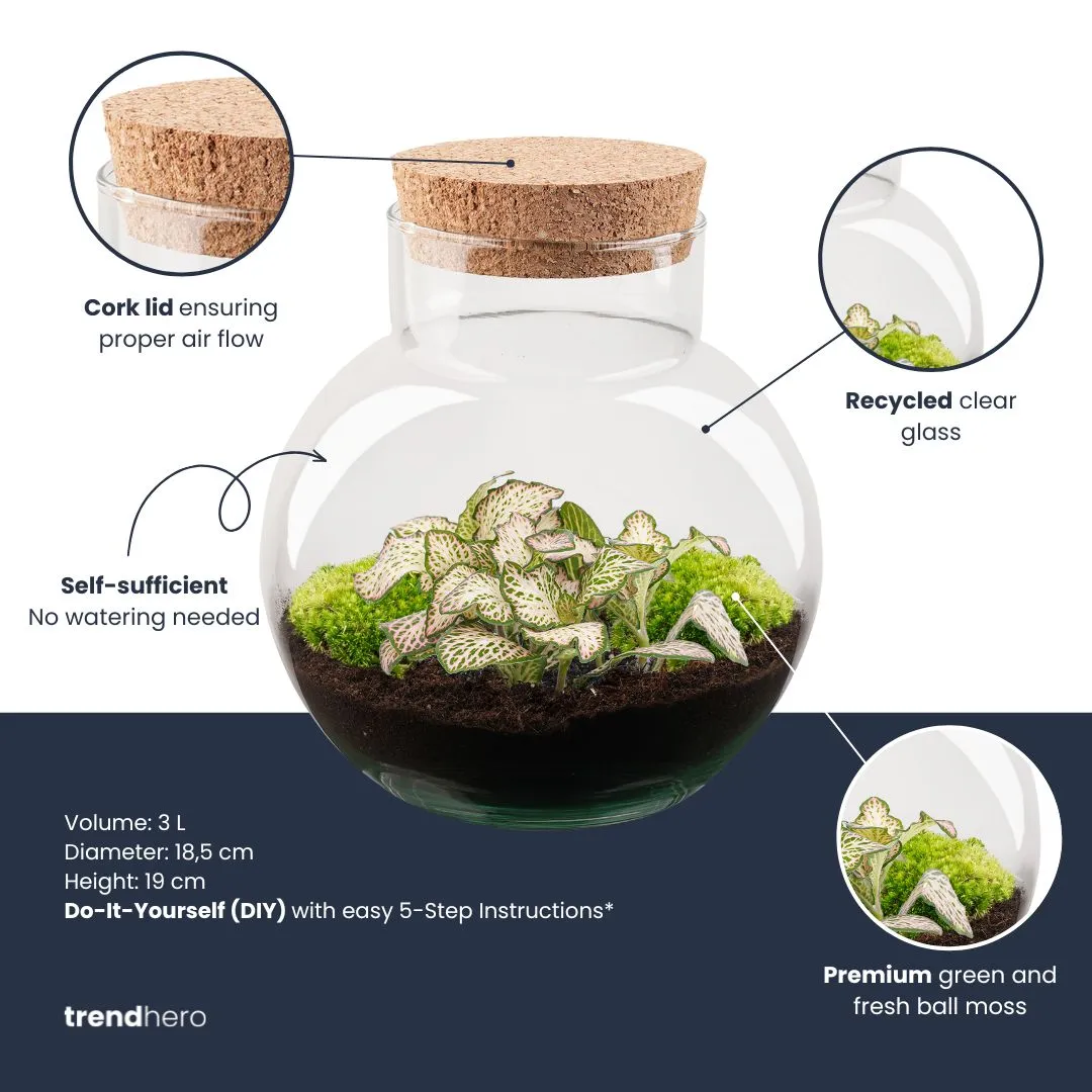 Urbanjungl Noah Fittonia Pink Tiger terrarium Ø 18,5 cm kit