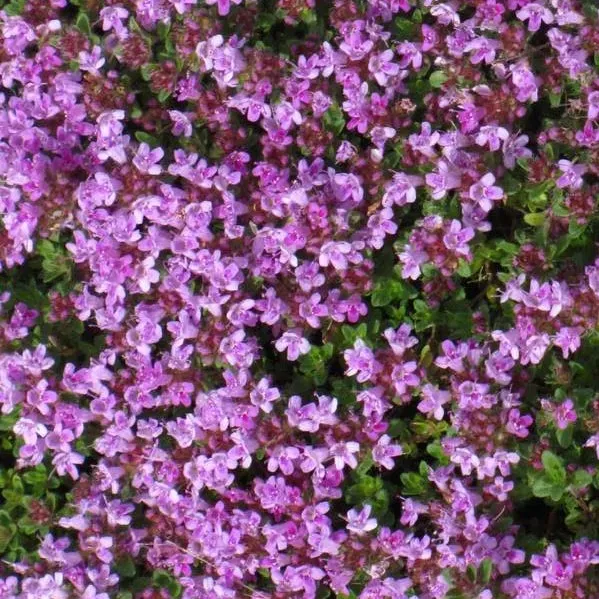 The Natural World Thymus praecox tijmplant bodembedekkend