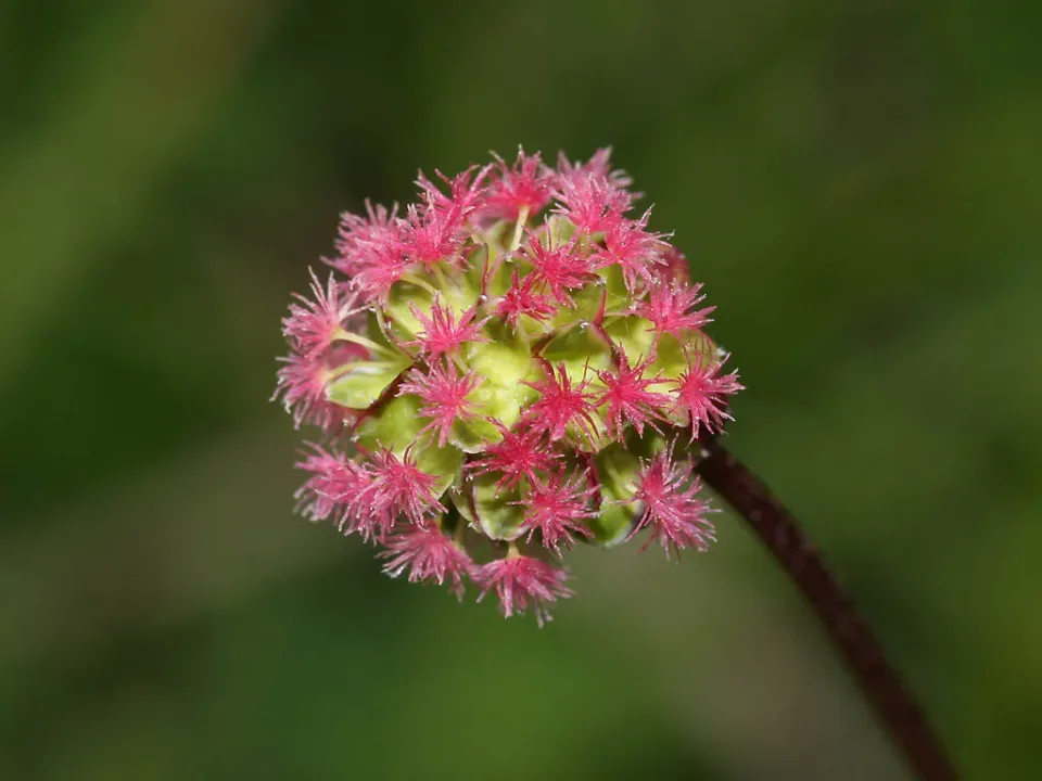 The Natural World Sanguisorbia minor plant P9 eetbaar