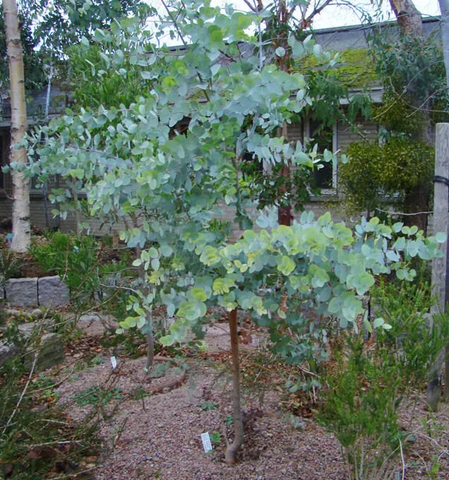 The Natural World Eucalyptus Rubida eucalyptus plant P11 winterhard