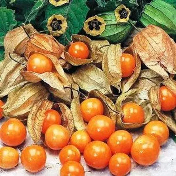 The Natural World Physalis peruviana ananaskers plant eetbaar