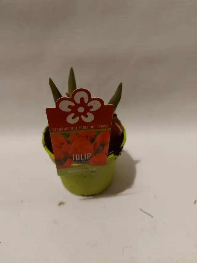Tuincentrum Heerdink Red Flair tulpenbol rood