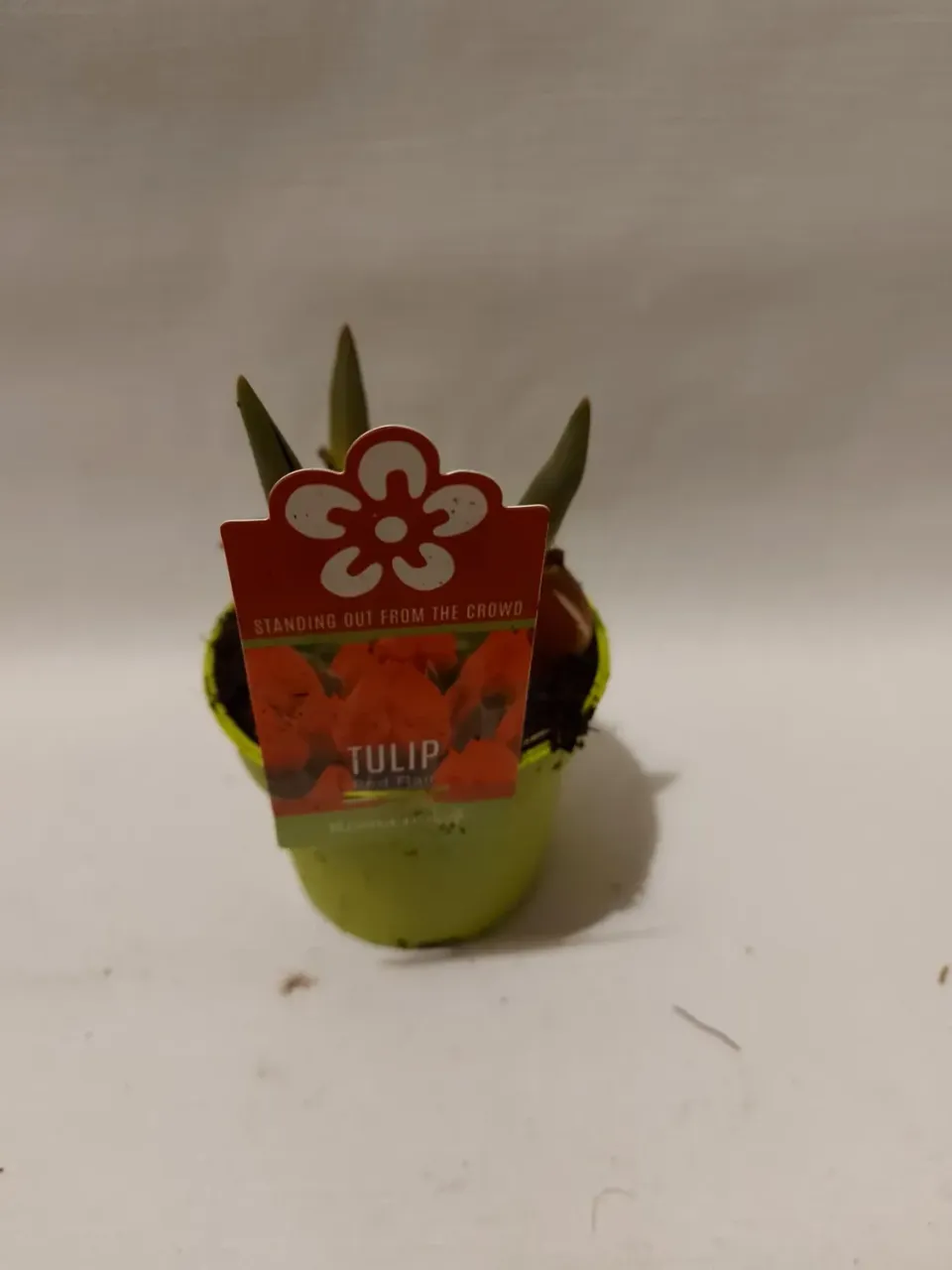 Tuincentrum Heerdink Red Flair tulpenbol rood