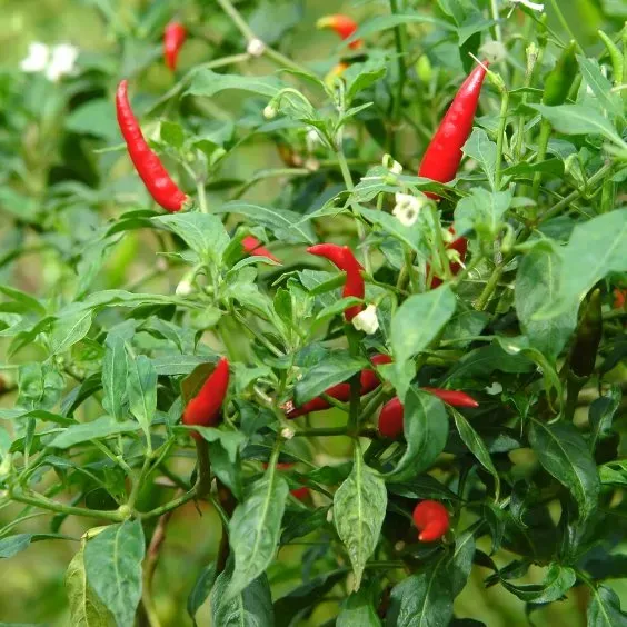 The Natural World Hot Thai chiliplant pittig