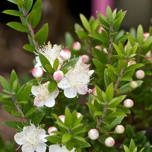 The Natural World Myrtus communis mirte plant P9 eetbaar