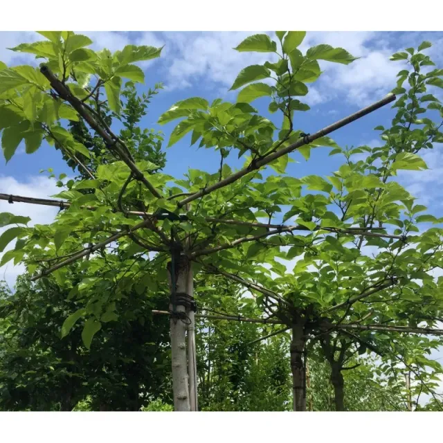 Tuincentrum Heerdink Morus Alba Fruitless Dakmoerbei Boom