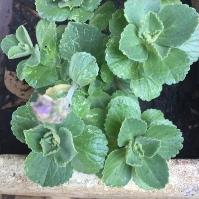 The Natural World Plectranthus caninus kattenverjager P9