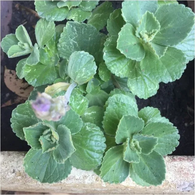 The Natural World Plectranthus caninus kattenverjager P9