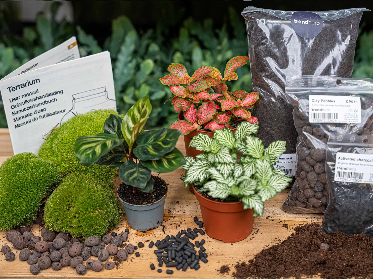 Urbanjungl Calathea Makoyana terrarium navulpakket 3 planten