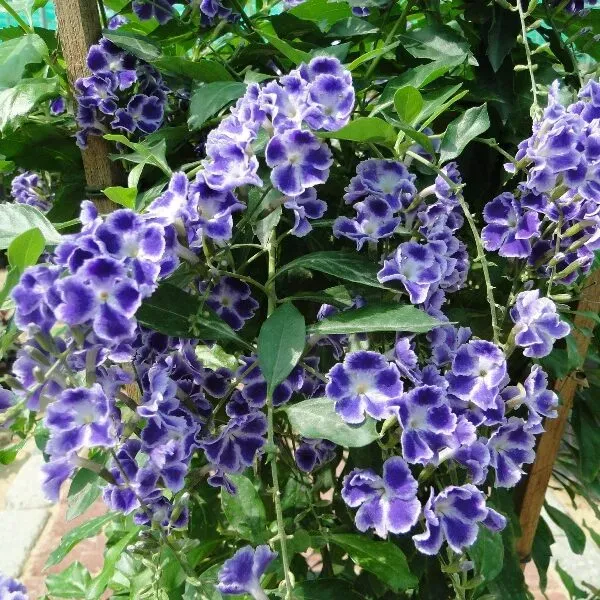 The Natural World Duranta erecta plant groenblijvend