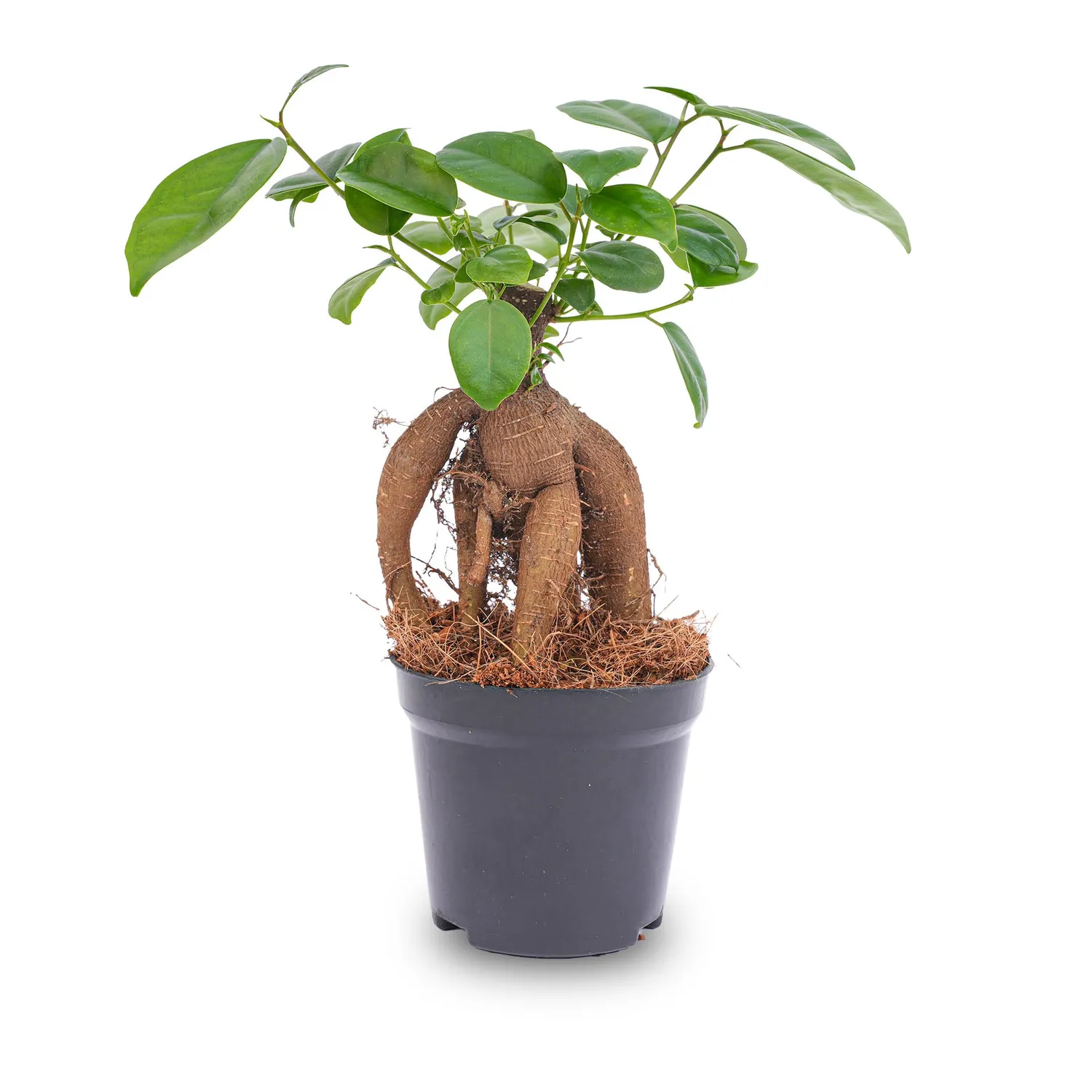 Urbanjungl Ficus Microcarpa Ginseng bonsai 20 cm