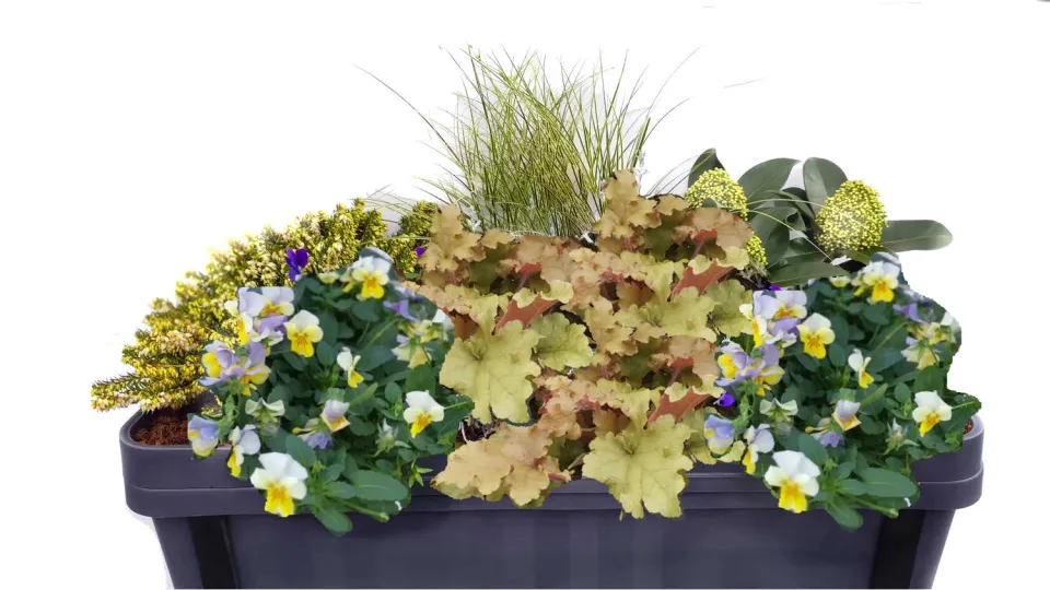 Huyskweker Gameren Herfst V90 herfstplant