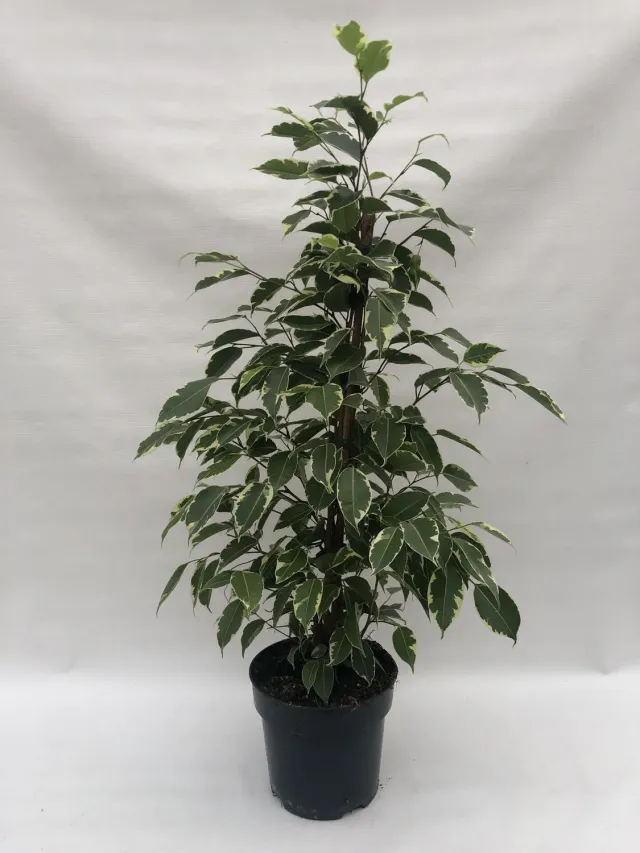 Tuincentrum Heerdink Ficus benjamina Twilight treurvijg 70 cm