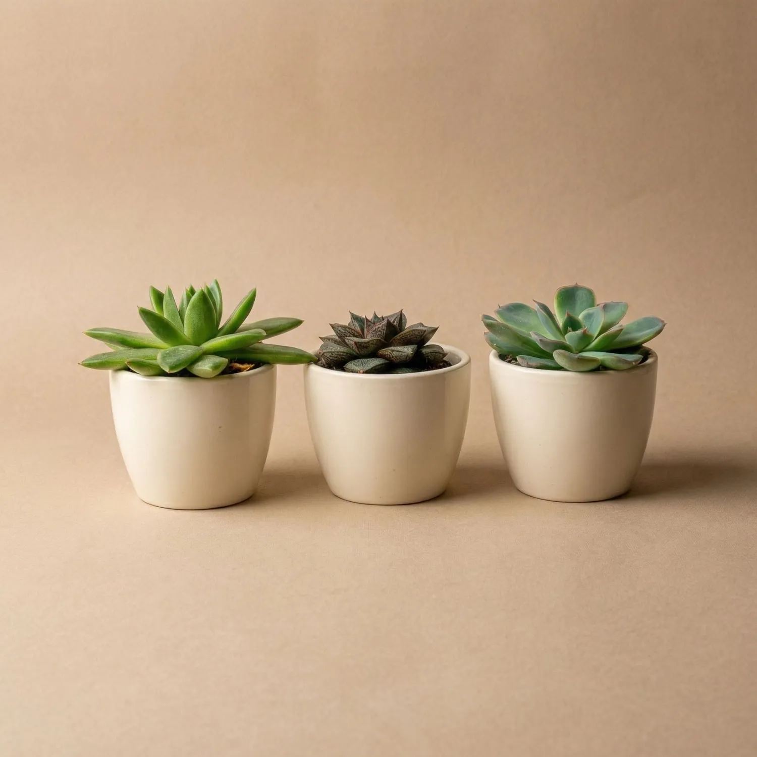 Urbanjungl Vetplanten Mix plantenset 3 stuks blauw-wit