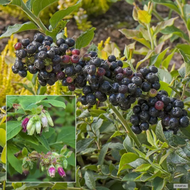 The Natural World Vaccinium hirsutum plant P9 bessen
