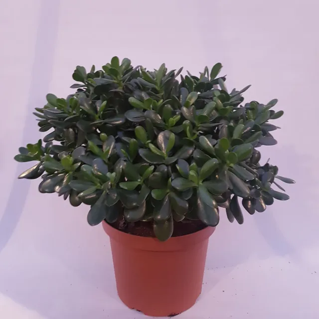 Crassula ovata vetplant kamerplant groen
