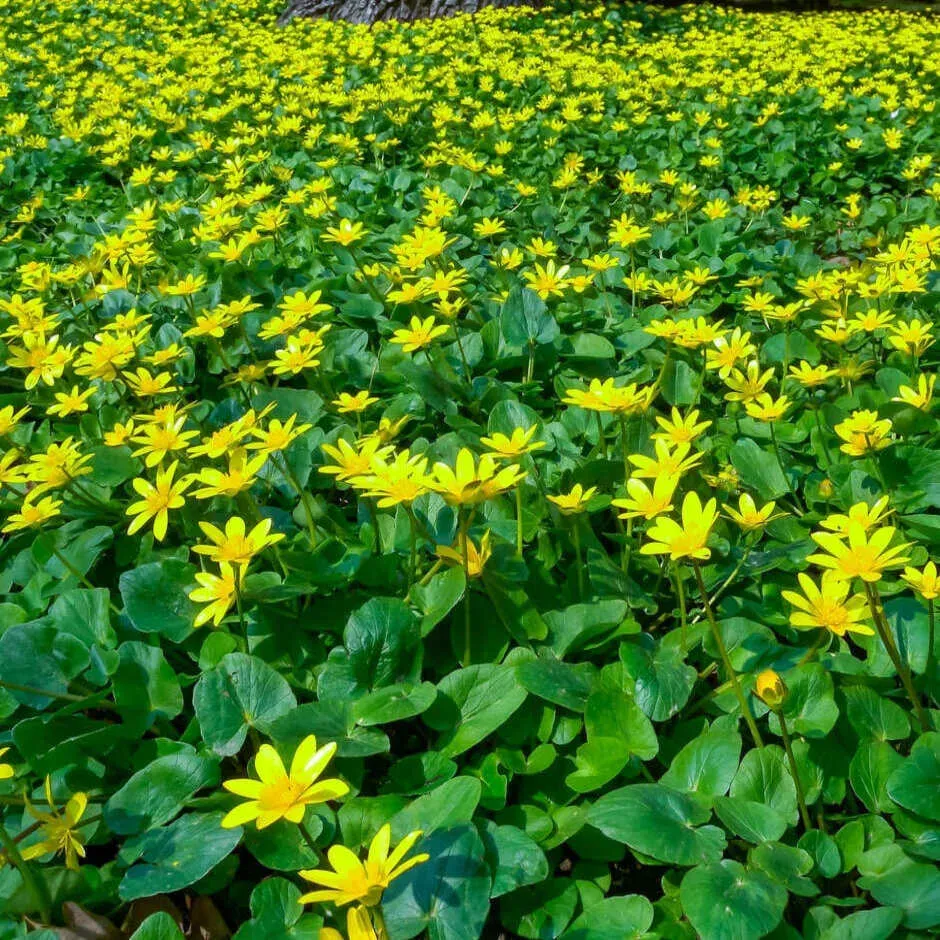 The Natural World Ficaria verna plant geel