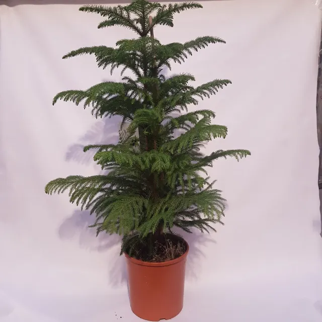 Tuincentrum Heerdink Araucaria heterophylla kamerden 100 cm