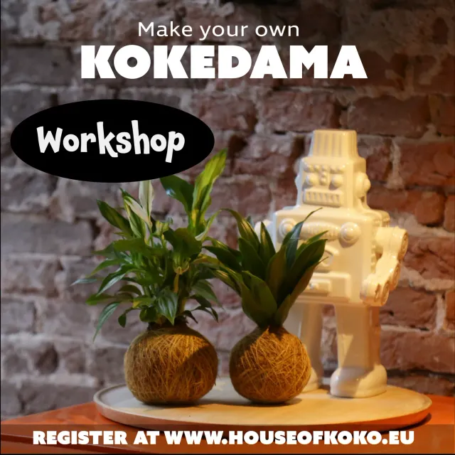 House of Koko Kokedama Workshop Den Haag 2 stuks