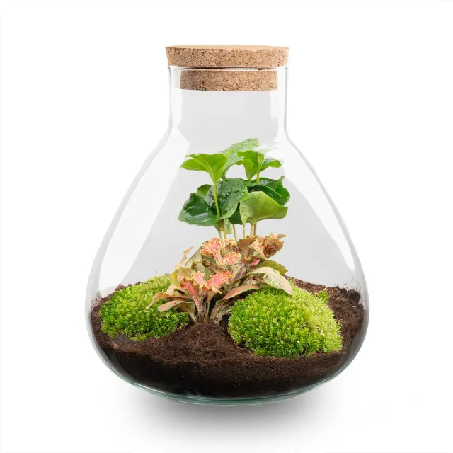 Urbanjungl Sammie Coffea Ruby Lime terrarium 22,5 cm diy kit