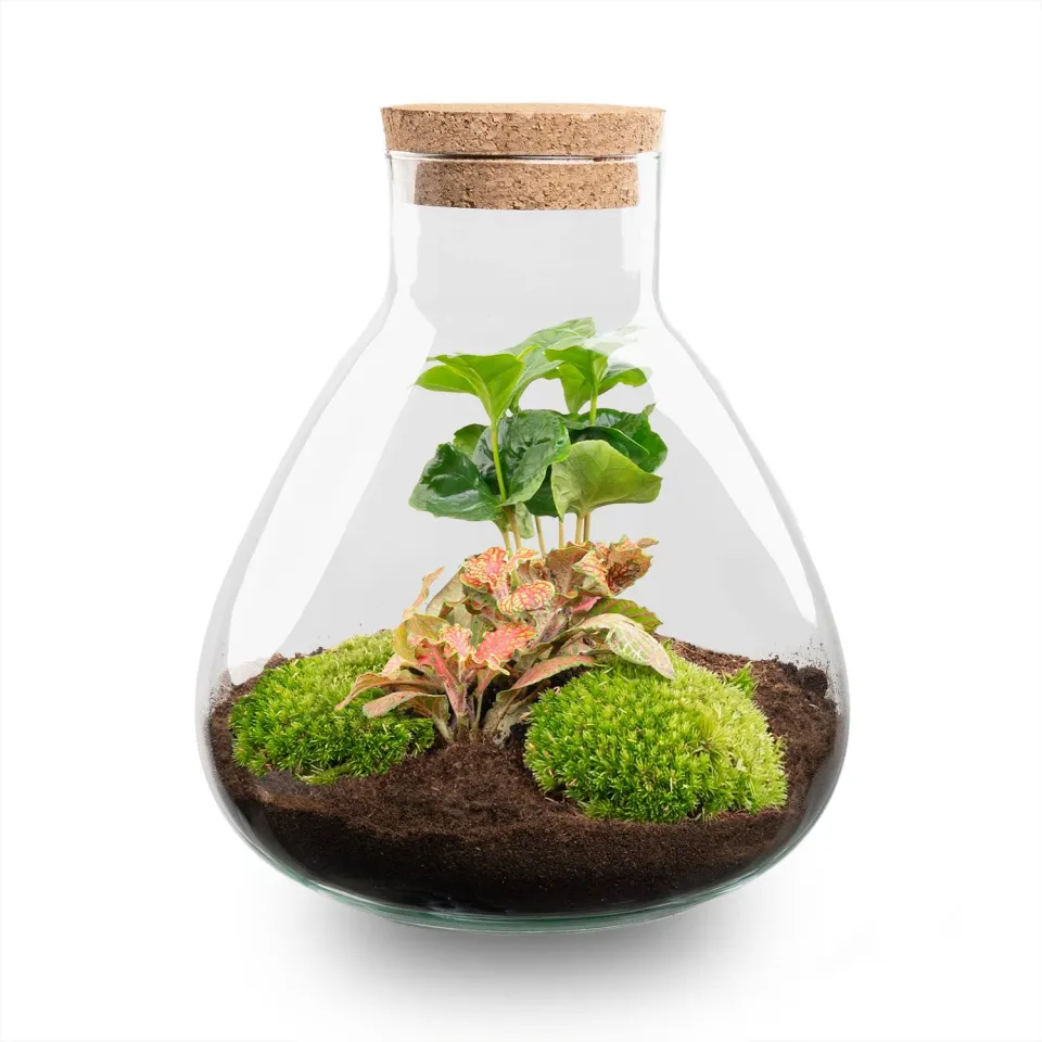 Urbanjungl Sammie Coffea Ruby Lime terrarium 22,5 cm diy kit