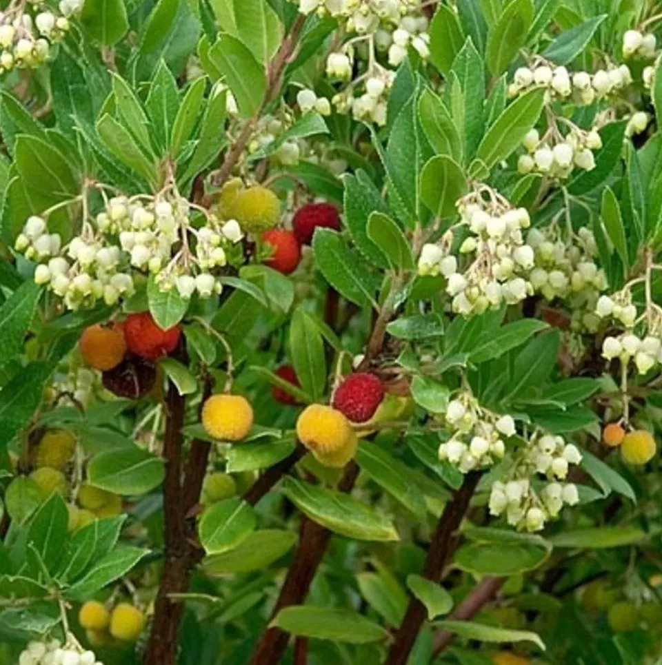 The Natural World Arbutus unedo Compacta aardbeiboom P15