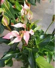 XL-Bloom YoungPlants XL.Opa.10 jonge plant Light Pink