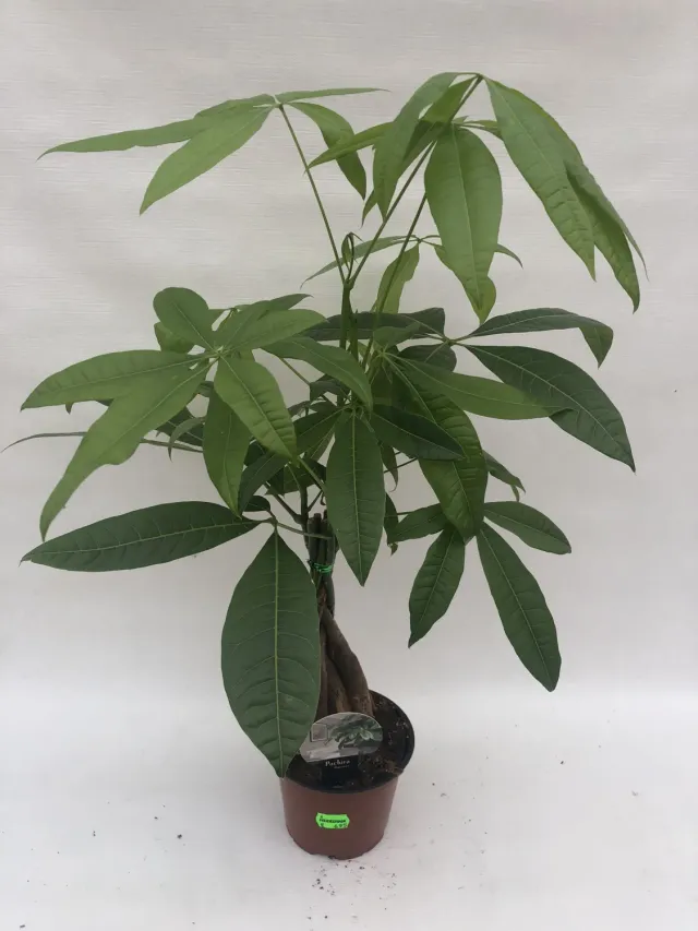 Tuincentrum Heerdink Pachyra aquatica kamerplant 50 cm luchtzuiverend