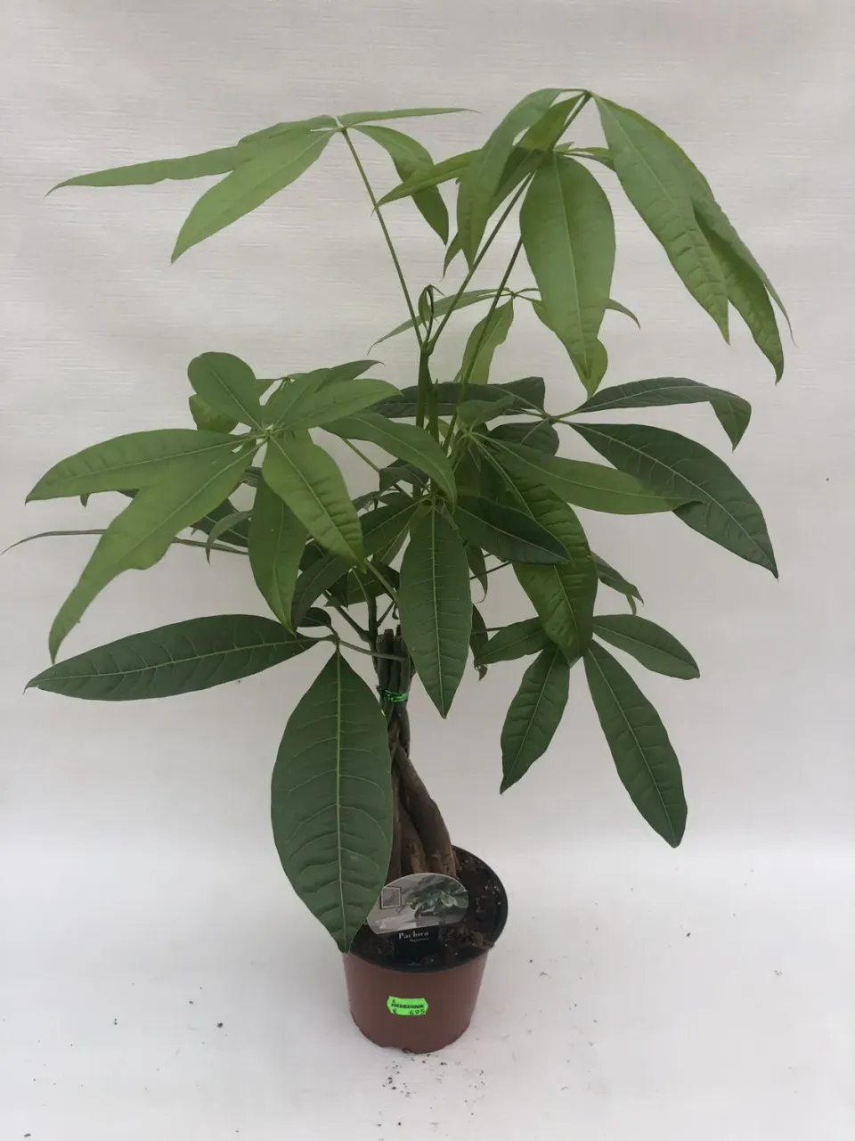 Tuincentrum Heerdink Pachyra aquatica kamerplant 50 cm luchtzuiverend