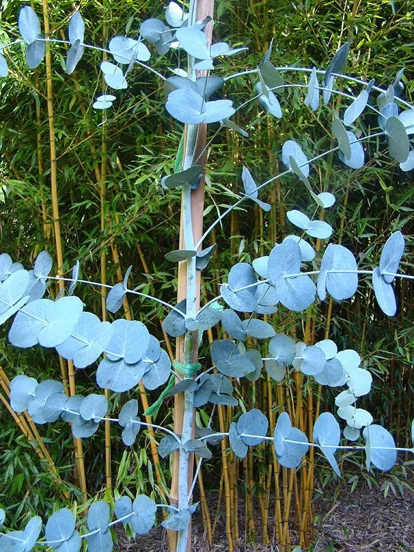 The Natural World Eucalyptus urnigera boom P11 winterhard