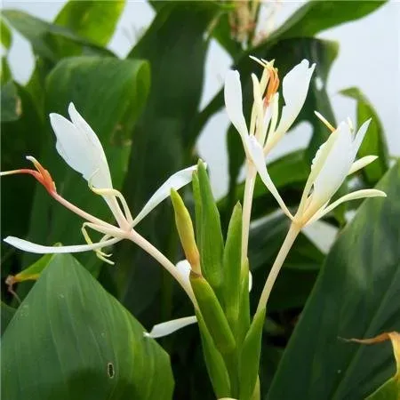 The Natural World Hedychium forrestii gemberlelie geurend