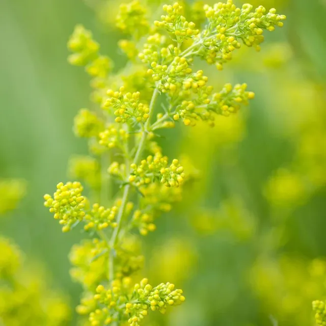 The Natural World Galium verum walstro geel verfplant