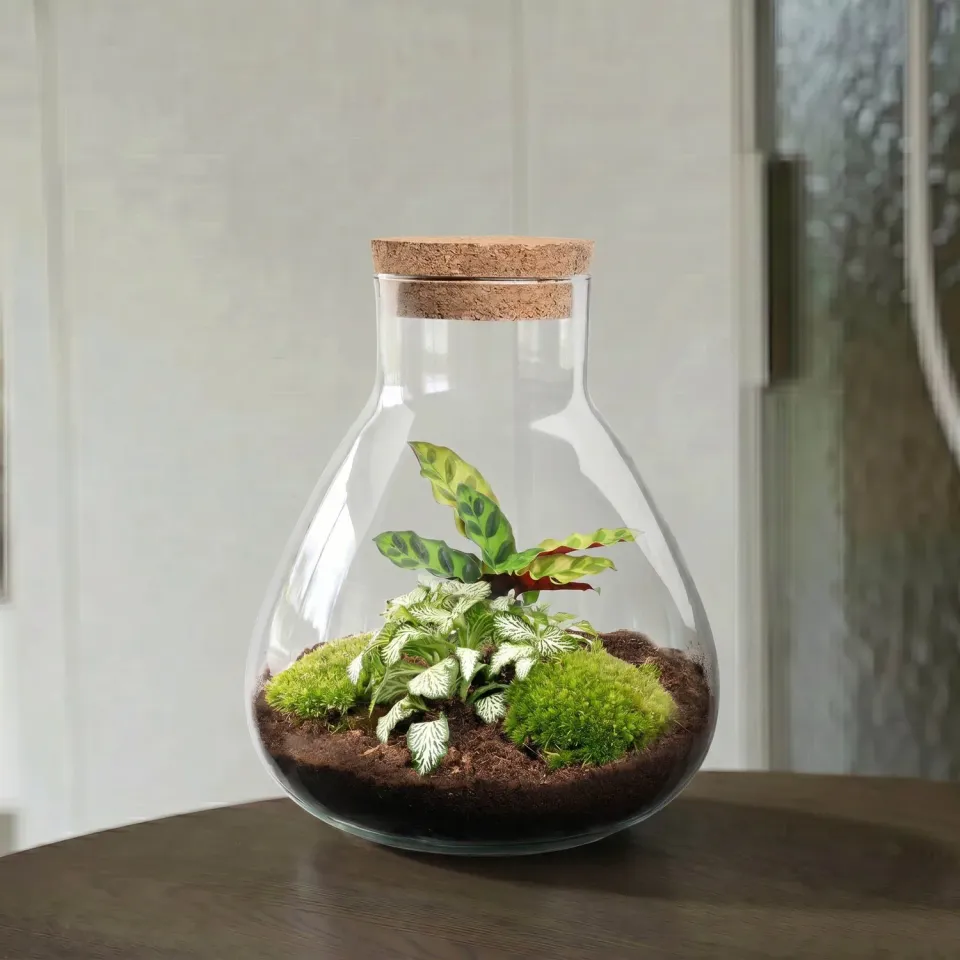 Urbanjungl Sammie Terrarium DIY kit Ø22,5 cm calathea