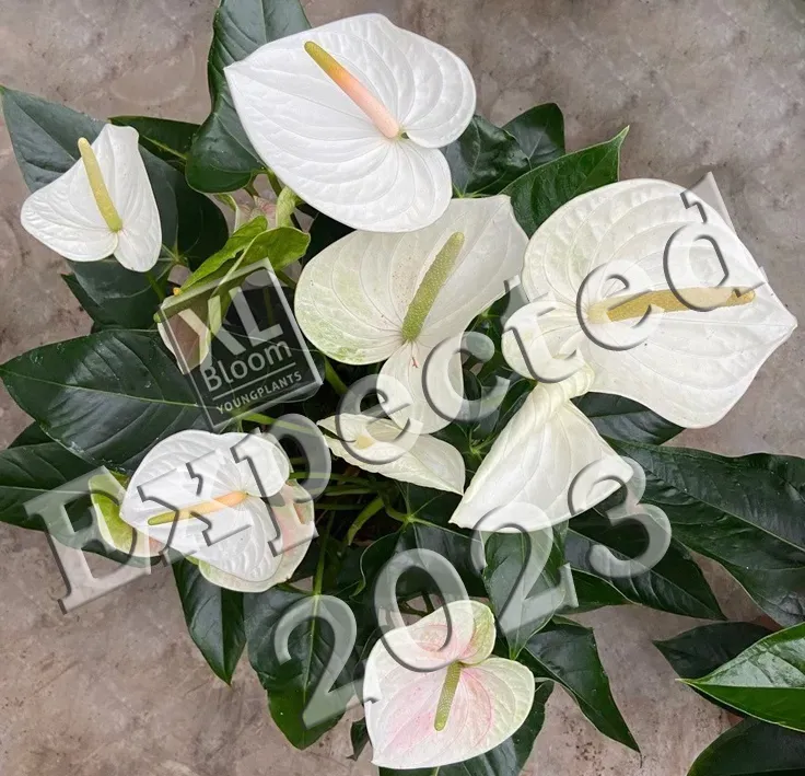 XL-Bloom YoungPlants XL.Opa.5 Aloha White plant witte bloem