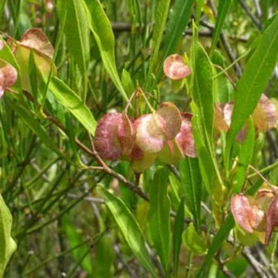 The Natural World Dodonaea viscosa purpurea struik