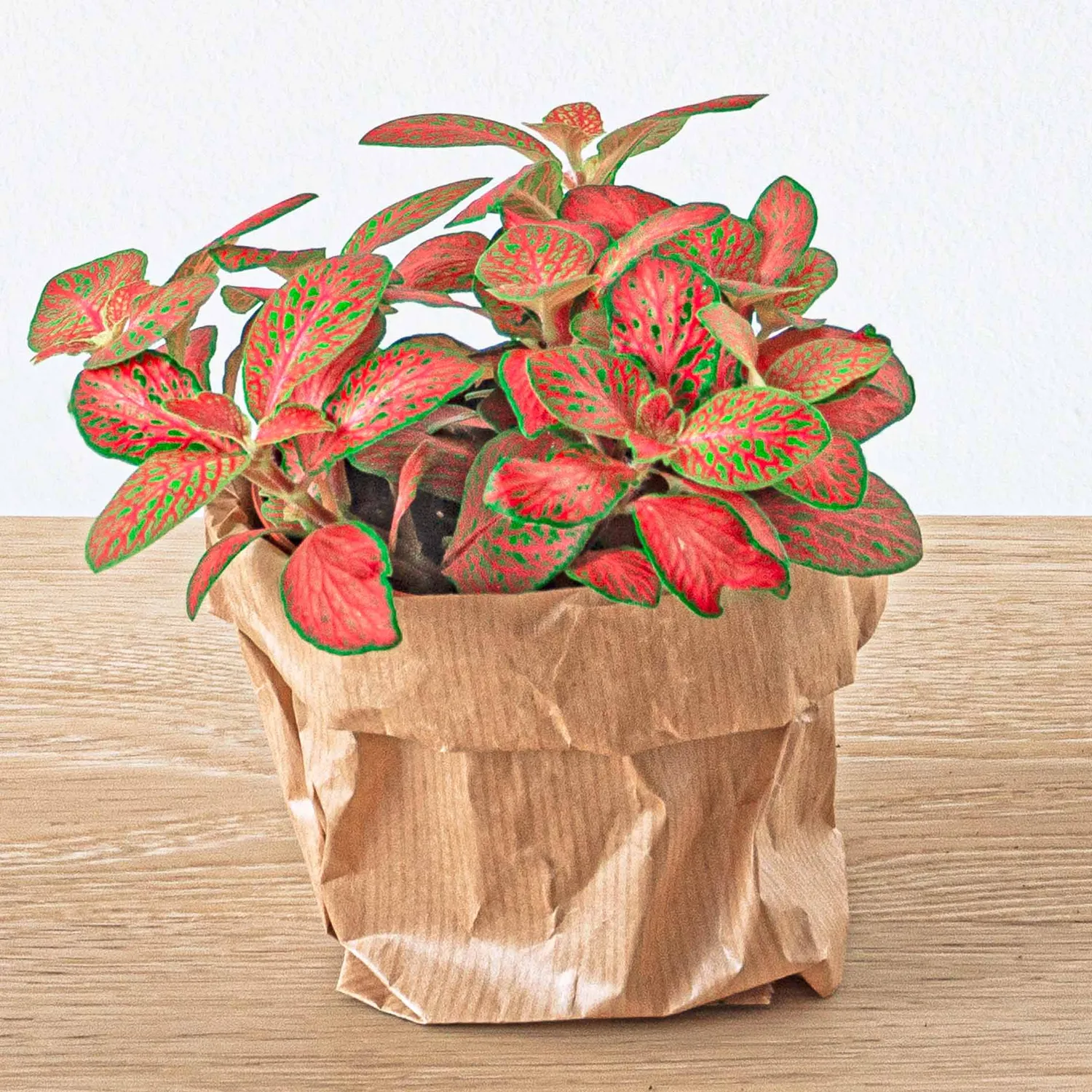 Urbanjungl Fittonia Ruby Lime mozaïekplant 10 cm