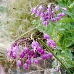 The Natural World Allium cernuum sierui plant eetbaar P9