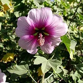 The Natural World Lavatera maritima P9 struik lila