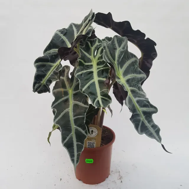Tuincentrum Heerdink Alocasia Polly olifantsoor kamerplant