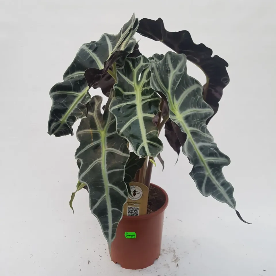 Tuincentrum Heerdink Alocasia Polly olifantsoor kamerplant